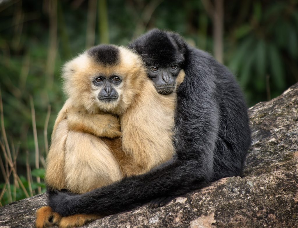 monkeys, hug, affection-530759.jpg